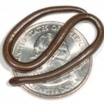 2 दशक बाद फिर दिखा दुनिया का सबसे छोटा सांप: बारबाडोस थ्रेडस्नेक की वापसी