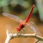 पश्चिमी घाट की ऊँचाई पर दुर्लभ ड्रैगनफ्लाई की पुनः खोज, जैव विविधता संरक्षण को मिला नया संबल