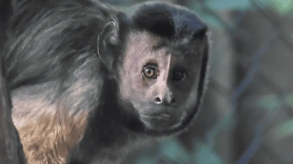 दक्षिण अफ्रीका से कैपुचिन बंदरों का बन्नेरघट्टा जैविक उद्यान में आयात