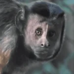 दक्षिण अफ्रीका से कैपुचिन बंदरों का बन्नेरघट्टा जैविक उद्यान में आयात