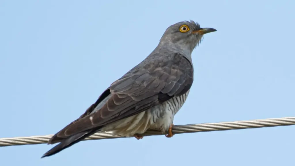 किस पक्षी को आलसी पक्षी के नाम से जाना जाता है?