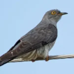 किस पक्षी को आलसी पक्षी के नाम से जाना जाता है?