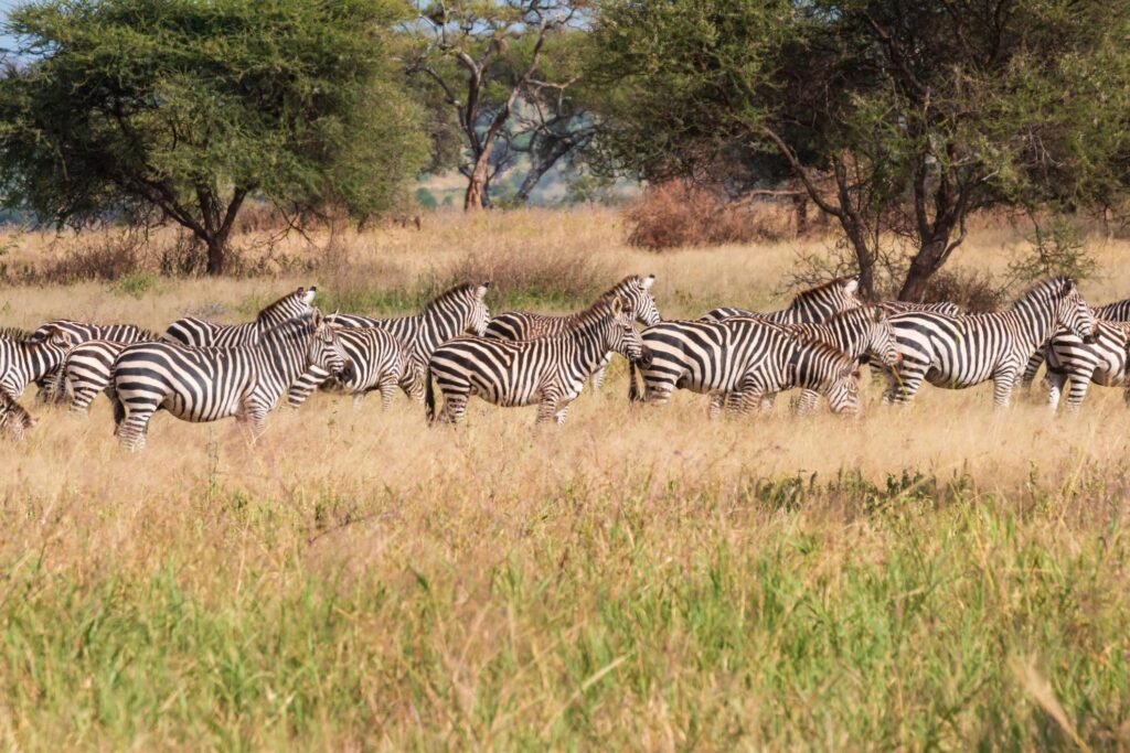 अंतरराष्ट्रीय ज़ेबरा दिवस के पीछे असली कहानी क्या है?