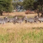 अंतरराष्ट्रीय ज़ेबरा दिवस के पीछे असली कहानी क्या है?