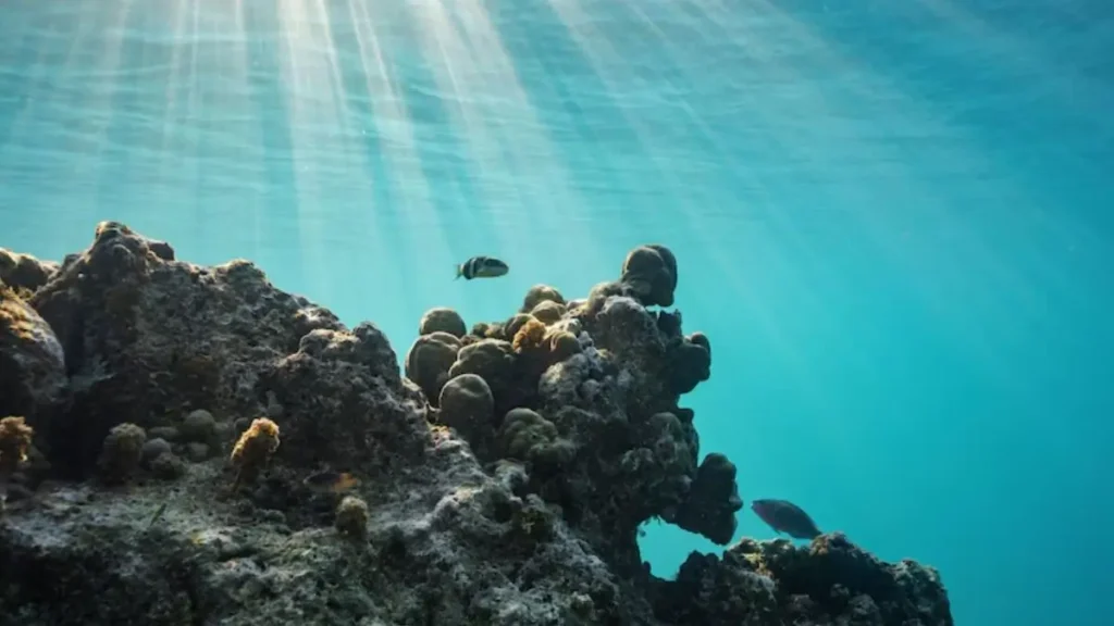 ‘हाई सीज ट्रीटी’ प्रभाव में आई: समुद्री जीवों को बचाने की ऐतिहासिक वैश्विक पहल