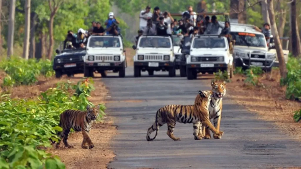 Tiger Deaths in India 2025: भारत में 166 बाघों की हुई मौत, संरक्षण पर उठे गंभीर सवाल