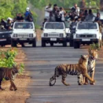 Tiger Deaths in India 2025: भारत में 166 बाघों की हुई मौत, संरक्षण पर उठे गंभीर सवाल