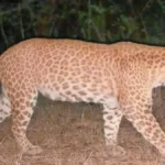 कर्नाटक में दिखा दुनिया का दुर्लभ ‘सैंडलवुड लेपर्ड’