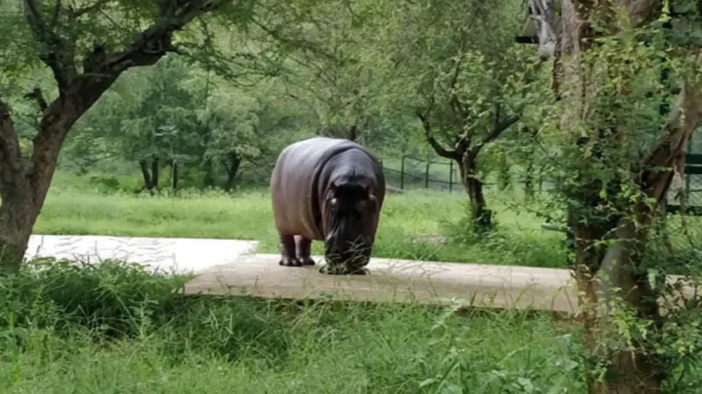 राजस्थान का अलवर बनेगा जैव विविधता संरक्षण का नया केंद्र, 81 वन्यजीव प्रजातियों के साथ विकसित होगा बड़ा बायोलॉजिकल पार्क