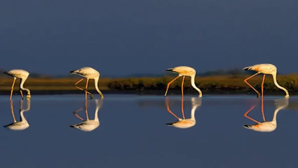 पटना बर्ड सैंक्चुअरी और छारी-धंध को रामसर महत्वपूर्ण वेटलैंड्स में क्यों शामिल किया गया?