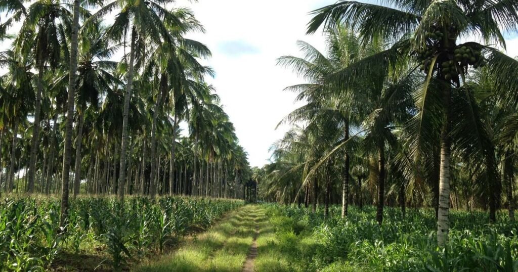 नारियल उत्पादन में भारत नंबर 1: वैश्विक उत्पादन में 30% से अधिक हिस्सेदारी