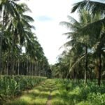 नारियल उत्पादन में भारत नंबर 1: वैश्विक उत्पादन में 30% से अधिक हिस्सेदारी